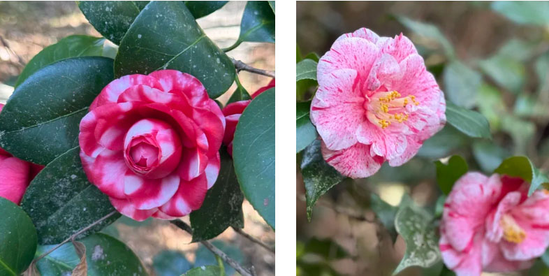 camelias
