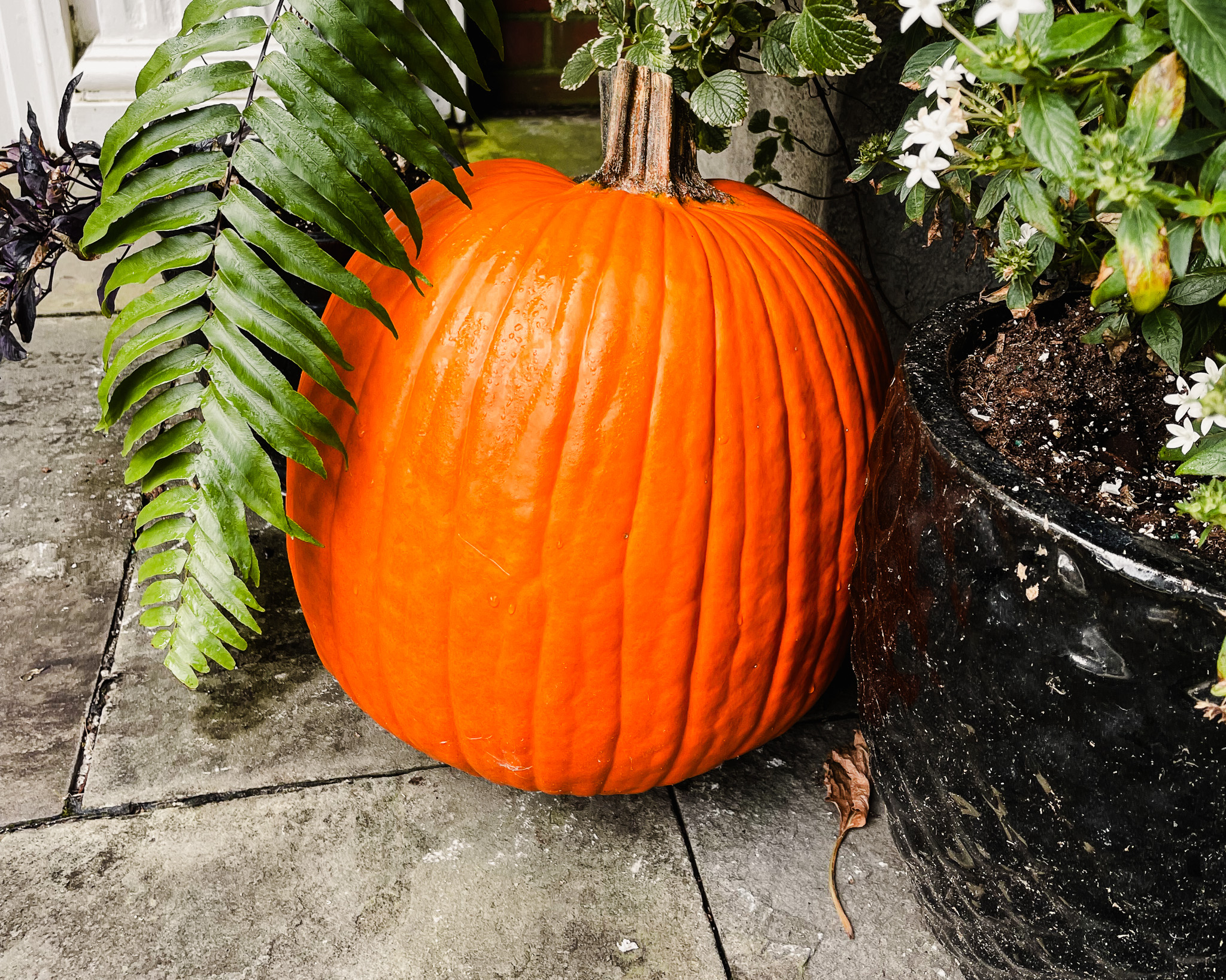 harvest fest pumpkin